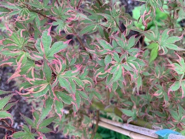 Variegated Varieties / Ten Mile Maples / Japanese Maple